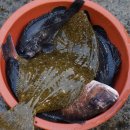 대천수산회센타 이미지