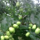 김남석농장 이미지