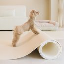 펫바이블 이미지