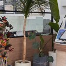 용수집 | [용인] 기흥 보라동 24시 해장국&amp;감자탕 맛집 - 용수본감자탕 본점 방문 후기