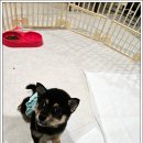 베이비몽 강아지분양 인천청라점 이미지