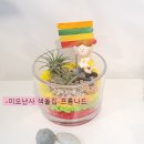 행잉플랜트 공기정화식물체험 이미지