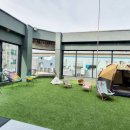 서울애견 미용실 이미지