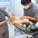 구영 고양이 무마취 미용 | 부천고양이미용 추천 무마취 솔직후기｜고양이이발관 부천신중동점