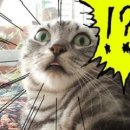 내추럴사운드 A 이미지