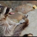 라쿤(Racoon) 이미지