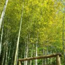 맹종죽테마공원 이미지