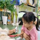 해피주 동물카페 원주점 이미지