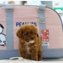 유어펫 강아지분양 고양이분양 본점 이미지