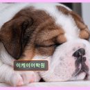 분당 정자동 영어교육 이케이어학원 체계적 수업 만족도 최고