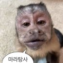 마라캡틴 네이버블로그