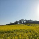 거석리 공중화장실 | 귀찮아서 안 가려다 인생 힐링… 전북 부안 수성당 유채꽃밭 솔직 후기 (변산반도 봄 여행지)