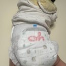 우린네이처 | 우리 아이 부드러운 항균 기저귀 킨도 베베가드 네이처 사용 후기