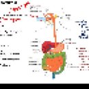 4월_23일(목):(조직학강의) 소화관 Alimentary tract 1부 이미지