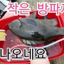 벵에돔 낚시 (Opaleye Fishing)