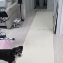 개놀자 | 반려견을 위한 펫매트 추천 개놀자 실리콘 롤매트 사용 후기