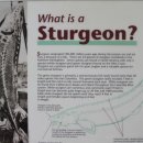 철갑상어 -sturgeon- 이미지