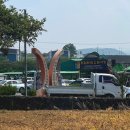 까망이 | [제주] 한림오일장에서 만난 까망이 김밥