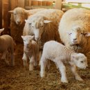 하이목장 이미지