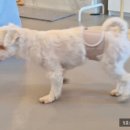 다시사랑받개 이미지