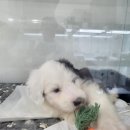 이쁘개 건강하개 이미지