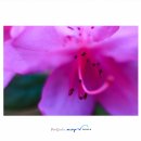 extension tube 사용접사 이미지