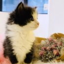 산책하는 고양이 이미지