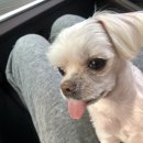 수동물메디컬센터 이미지