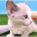 동양애견 강아지분양 고양이분양 이미지