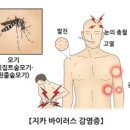 바이러스 이미지