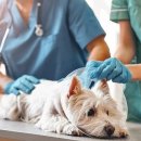 펫사랑약국 이미지