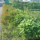 강화자연농원펜션 이미지