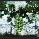 해든농장 이미지