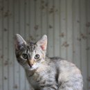 쿨펫동물병원 이미지