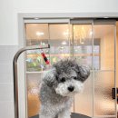 와니살롱 이미지