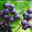 김순덕 농장 이미지