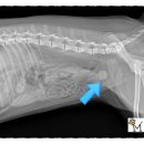 미드미동물병원 이미지