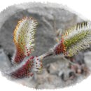 멋내는 강아지 이미지