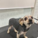 마이뷰티독 스타필드 부천점 이미지