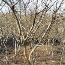 춘양농장 이미지