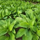 아루농장 이미지