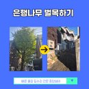 은행나무로 | 부천 원미구 벌목 조경 업체 은행나무 전지작업 후기