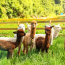 청아목장 이미지