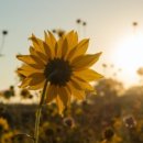 강아지왈츠 이미지