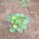 예담농장 이미지