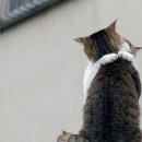 포돌이로 이미지