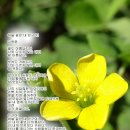 사니정원 이미지