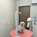 펫피르그루밍 이미지