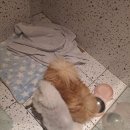보람애견 | 밤비와 보람이 장박 맡기고 안심했던 광안애견호텔 후기 🐶