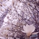 삼주메타 네이버블로그